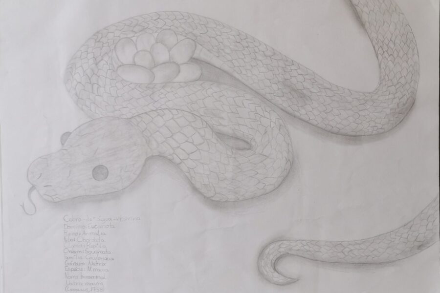 Cobra-de-água-viperina: Guardiã Silenciosa do Bosquete LAB