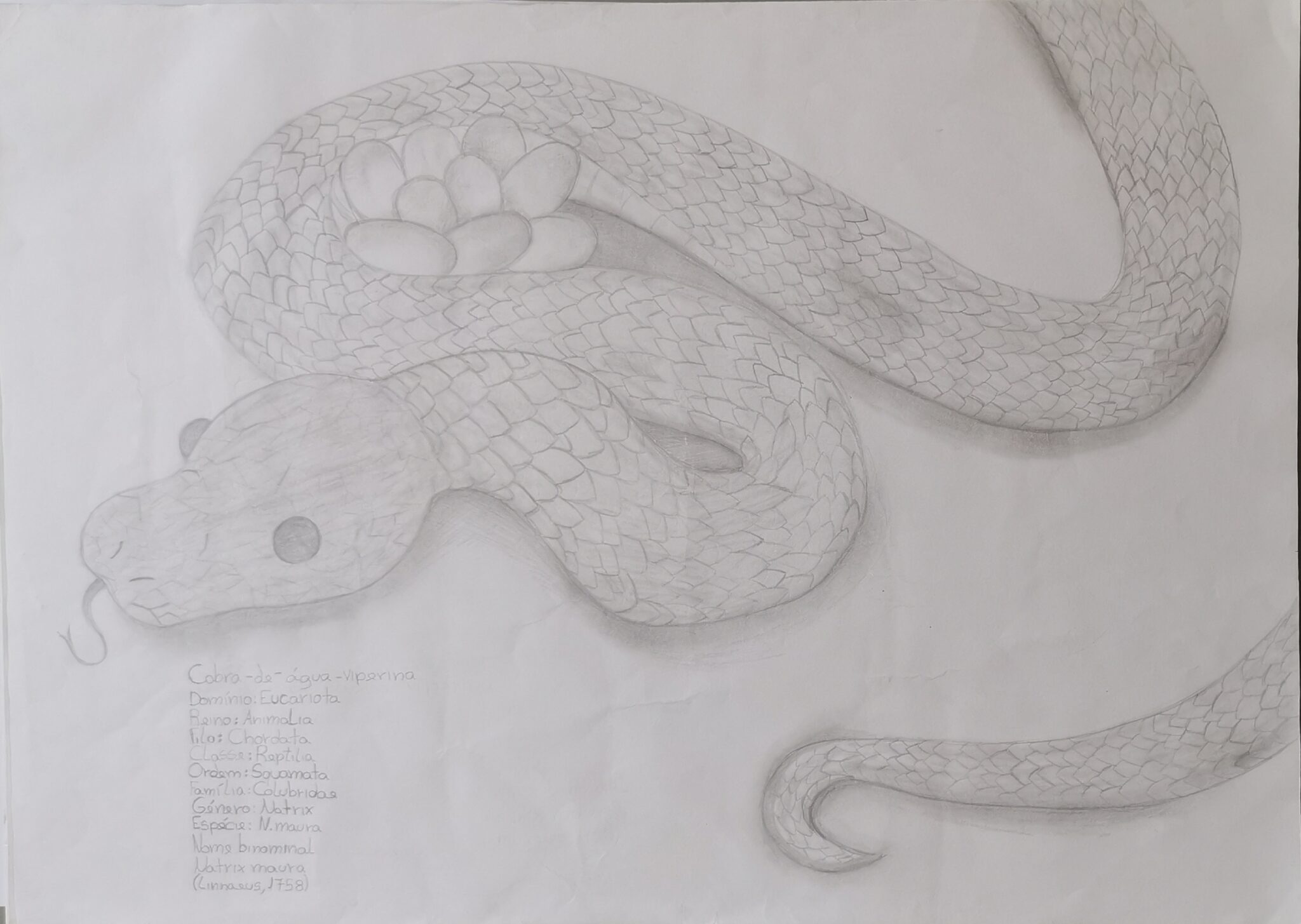 Cobra-de-água-viperina: Guardiã Silenciosa do Bosquete LAB