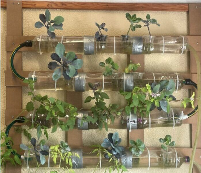 Hidroponia e a Sustentabilidade