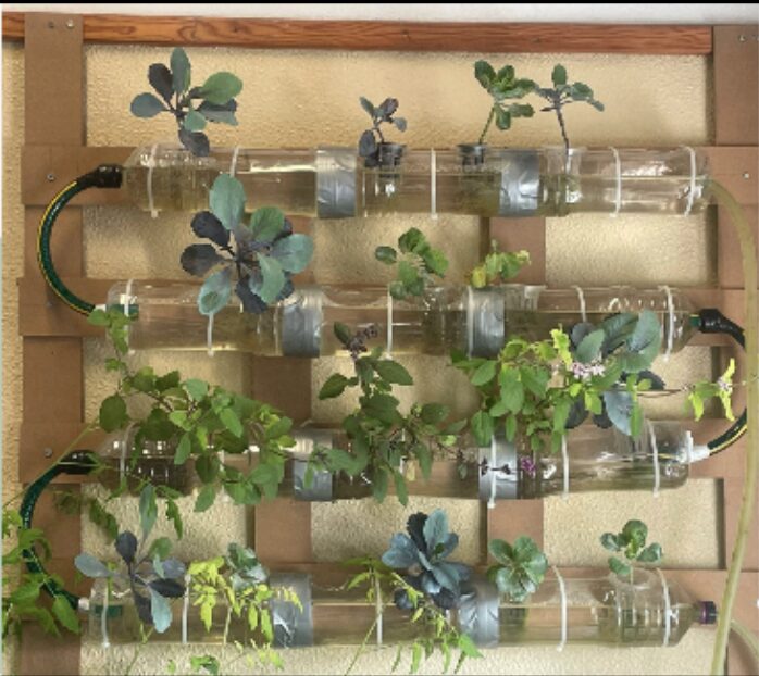Hidroponia e a Sustentabilidade