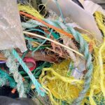 “Oceano de Plástico: Vida em Perigo”