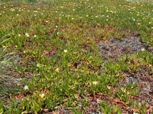 Numa grande área da praia conseguimos encontrar Carpobrotus edulis, o Chorão-das-praias, uma espécie invasora.