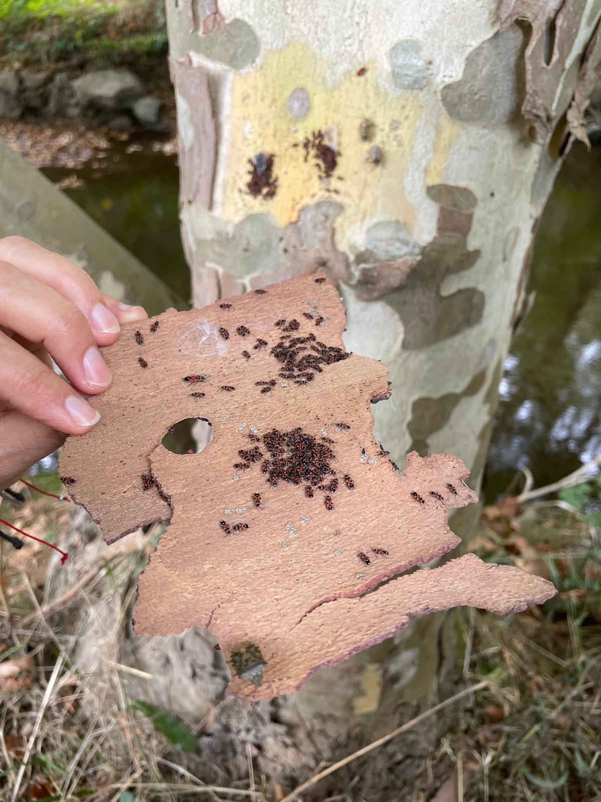 FESTIVAL DOS RIOS PROMOVE CONSCIÊNCIA AMBIENTAL E CIDADANIA ECOLÓGICA