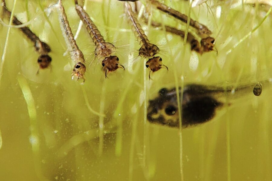 O desconhecimento é mais perigoso que o mosquito