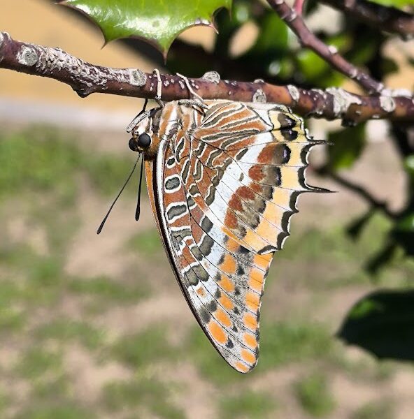 A Surpreendente Borboleta do Medronheiro na Escola Básica Gonçalo Sampaio – Clube Ciência Viva