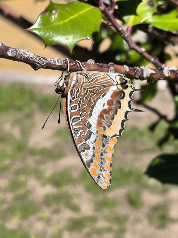 A Surpreendente Borboleta do Medronheiro na Escola Básica Gonçalo Sampaio – Clube Ciência Viva