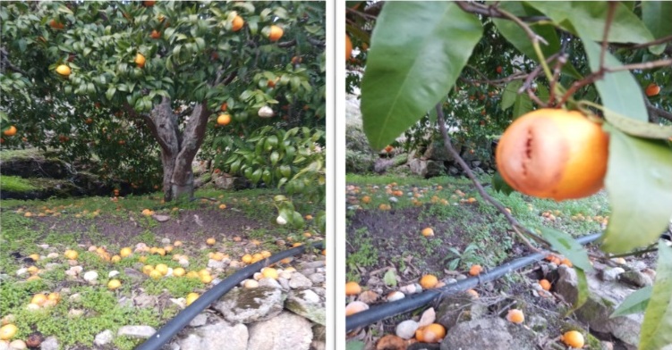 Praga destrói laranjais do Parque Natural do Vale do Tua