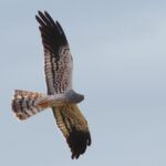 Carrazeda de Ansiães reforça proteção do tartaranhão-caçador
