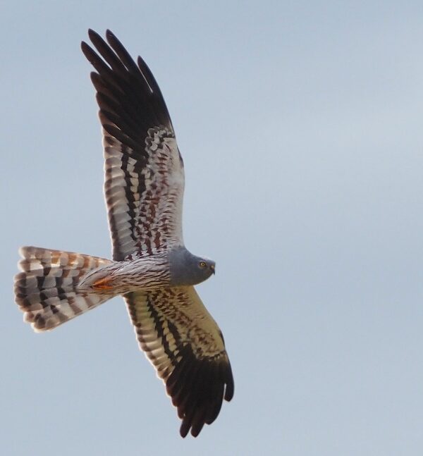 Carrazeda de Ansiães reforça proteção do tartaranhão-caçador