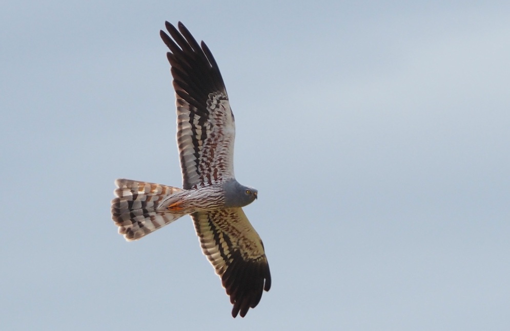 Carrazeda de Ansiães reforça proteção do tartaranhão-caçador
