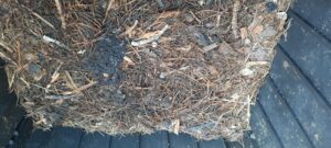 Ramos secos em plena compostagem