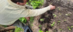 Cândido Casqueira mostra com orgulho a sua horta adubada com composto natural 