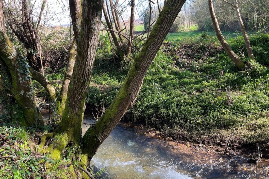 Ribeira da Aguieira, no parque da Boiça, um nicho de biodiversidade