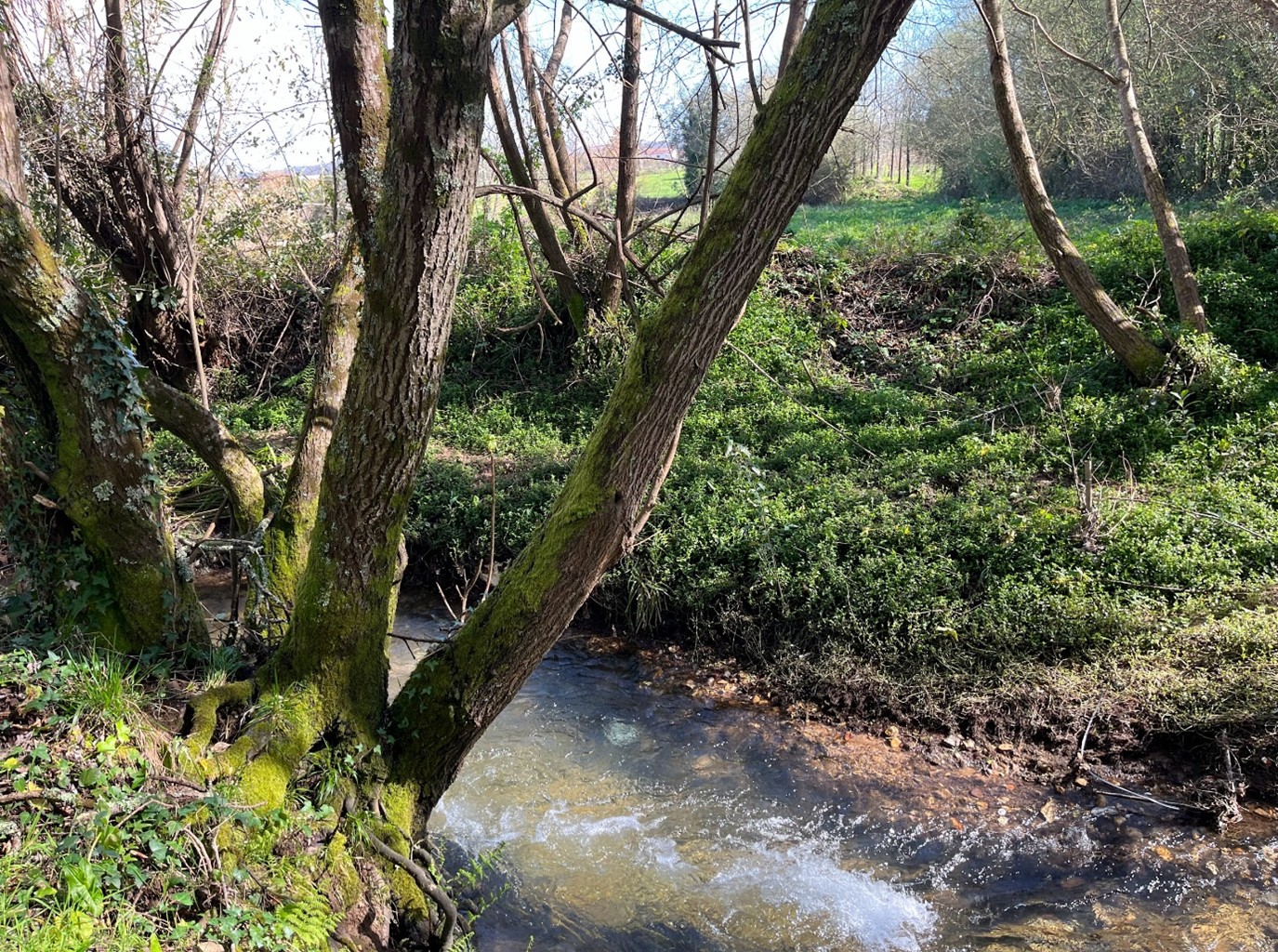 RIBEIRA DA AGUIEIRA, NO PARQUE DA BOIÇA, UM NICHO DE BIODIVERSIDADE