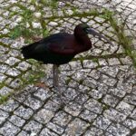 Íbis-preto faz visita inesperada ao ECB