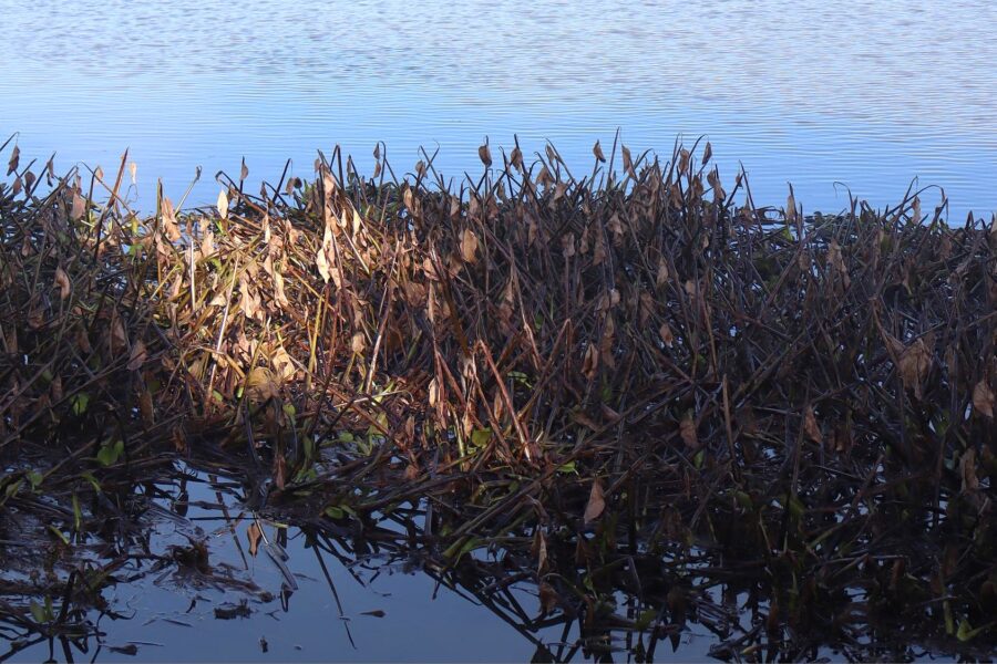 Jacinto, o vírus da Lagoa
