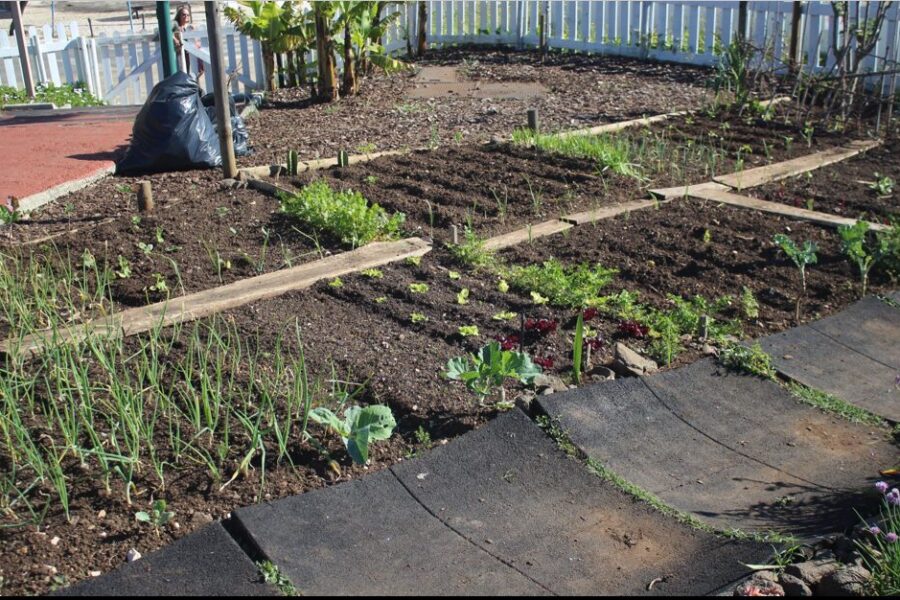 Hortas Comunitárias de Oeiras