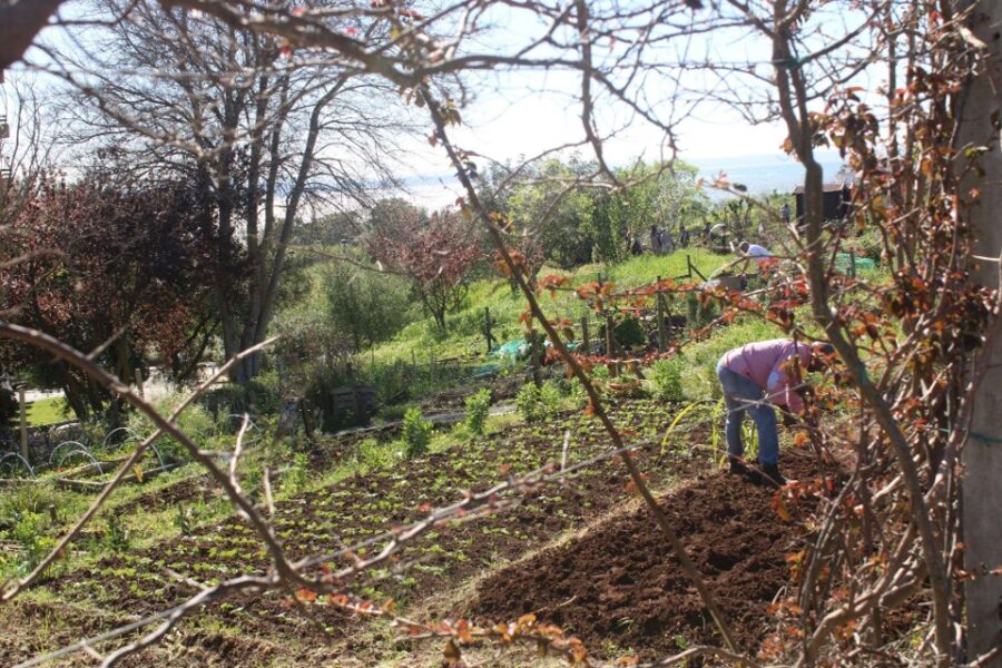The urban gardens: Oeiras way of fostering a sustainable community