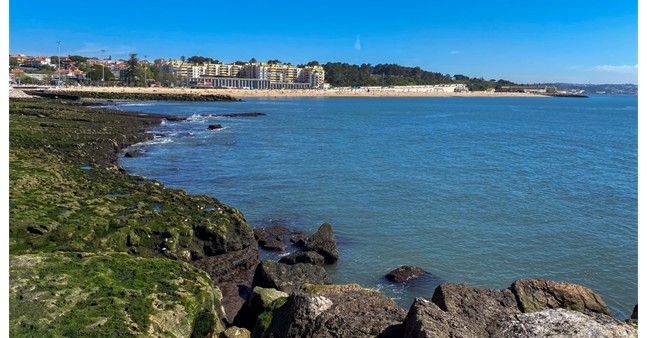 Entre ondas e asas, a vida selvagem em Santo Amaro