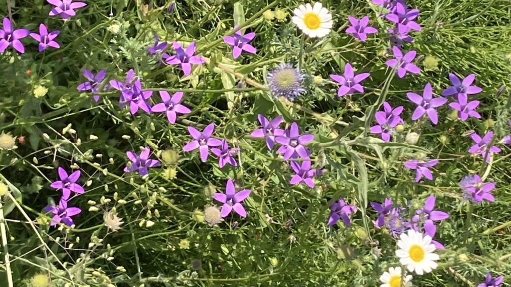 A Campanula lusitanica para além de constituir mais um recurso importante para os seres polinizadores, é frequentemente encontrada em terrenos incultos, baldios e bermas de caminhos, atuando como uma espécie pioneira na colonização de habitats perturbados, ajudando a estabilizar o solo.