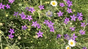 A Campanula lusitanica para além de constituir mais um recurso importante para os seres polinizadores, é frequentemente encontrada em terrenos incultos, baldios e bermas de caminhos, atuando como uma espécie pioneira na colonização de habitats perturbados, ajudando a estabilizar o solo.