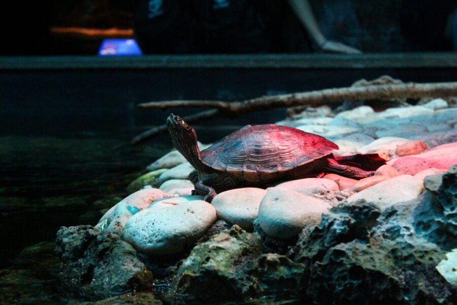 Hidden life:”Aquário Vasco da Gama”