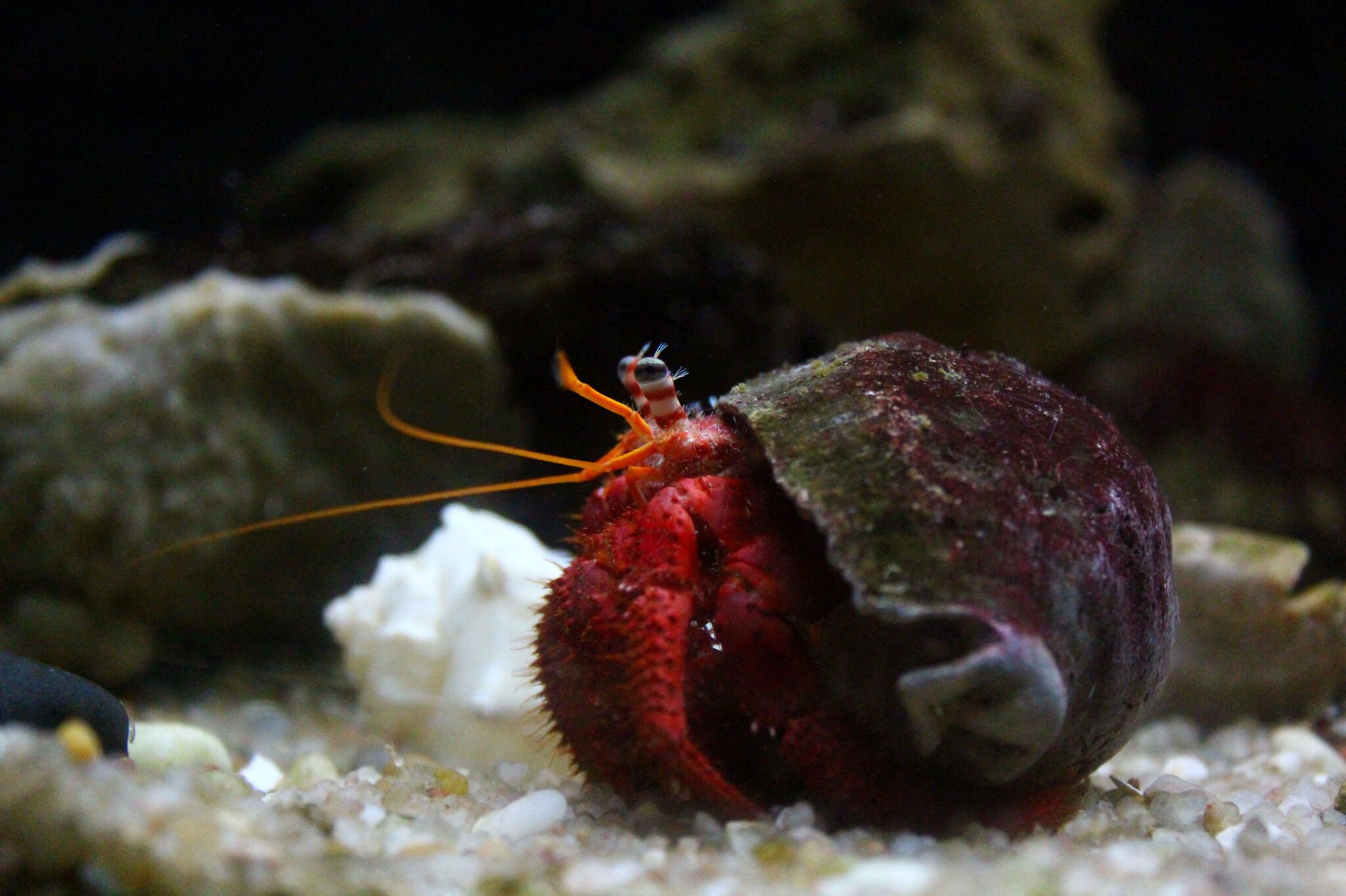 Hidden life: “Aquário Vasco da Gama”