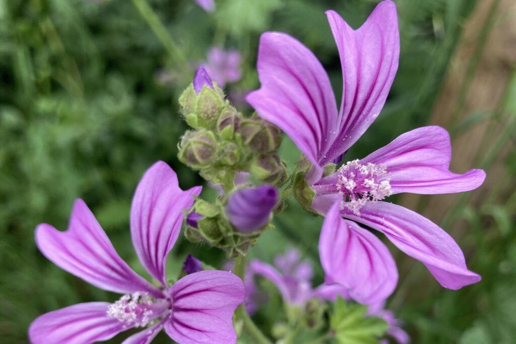 Espécies como a Malva sylvestris são uma fonte crucial de néctar e pólen, atraindo uma grande variedade de insetos polinizadores.