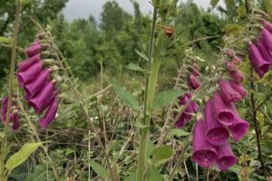 A Dedaleira (Digitalis purpurea), apesar de tóxica para seres humanos e muitos herbívoros, é uma fonte de alimento para muitos polarizadores, contribuindo ainda na recuperação de áreas perturbadas e na estabilização do solo.
