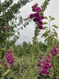 A Dedaleira (Digitalis purpurea), apesar de  tóxica para seres humanos e muitos herbívoros, é uma fonte de alimento para muitos polarizadores, mas também contribui para a recuperação de áreas perturbadas e estabilização do solo.