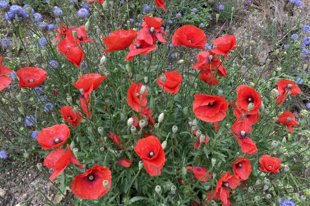 A papoila (Papaver rhoeas) muito comum em searas, pousios, pastagens, prados, montados, olivais e também coloniza bermas de caminhos e baldios, tem vindo a ser prejudicada pelo uso de herbicidas.