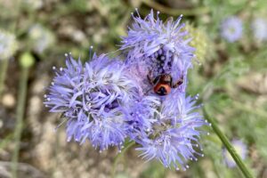 Explorar o ecossistema local em plena primavera garante a observação de várias espécies da flora nativa e de interações biológicas responsáveis pela preservação da vida nesta área.  