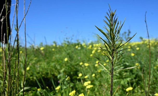 Echoes of Nature: How the Oeiras municipality is tackling invasive flora