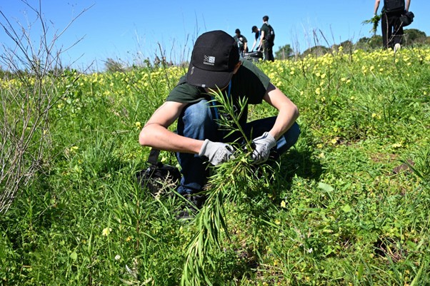 Serra de Carnaxide: a Luta Contra a Espécie Invasora que Esbarra nos Terrenos Privados