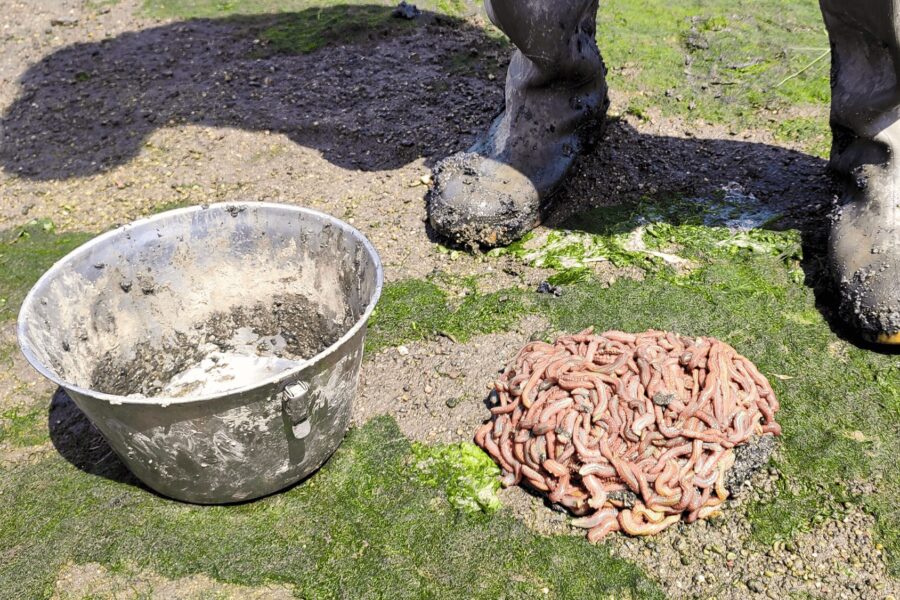 A treasure hidden in mud