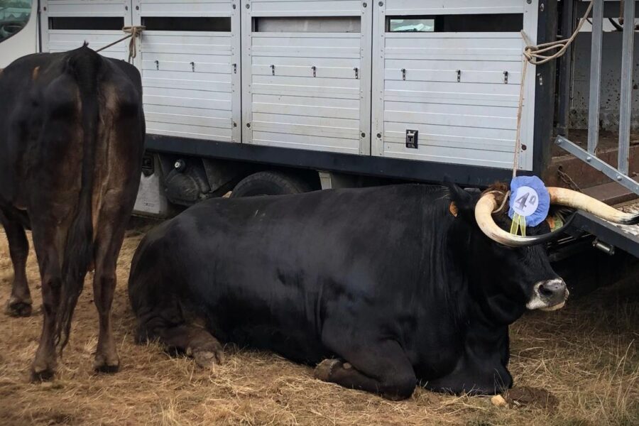 Maronesa unites tradition and future in the heart of Alvão.