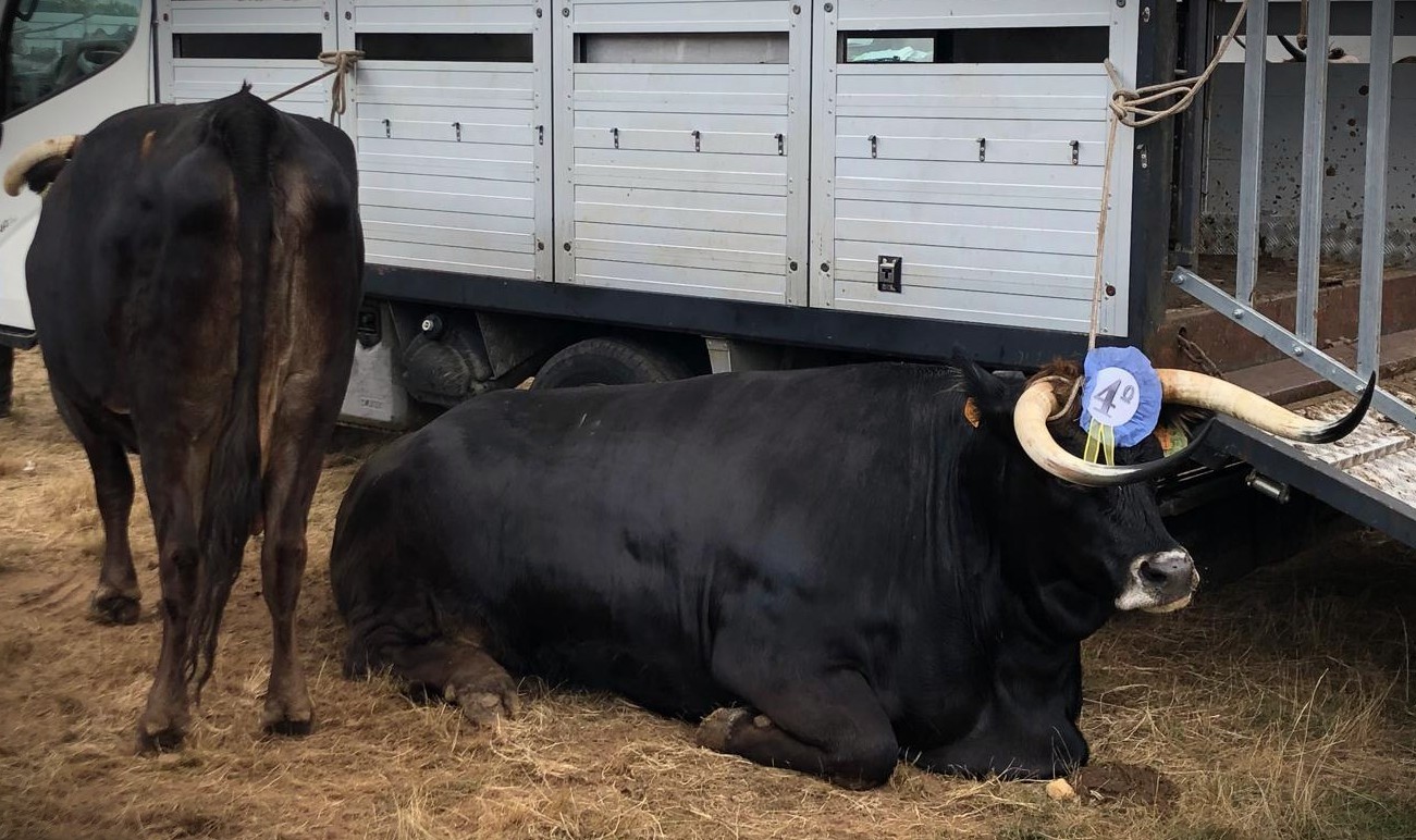 Maronesa unites tradition and future in the heart of Alvão.