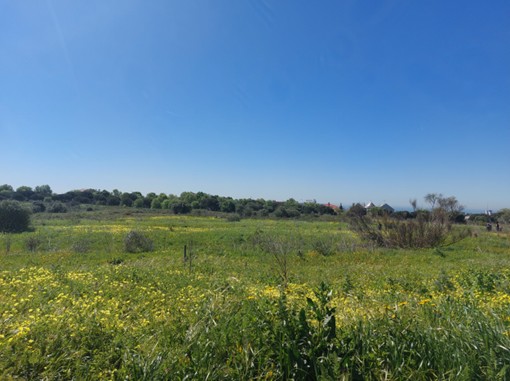 A beleza escondida na Serra de Carnaxide