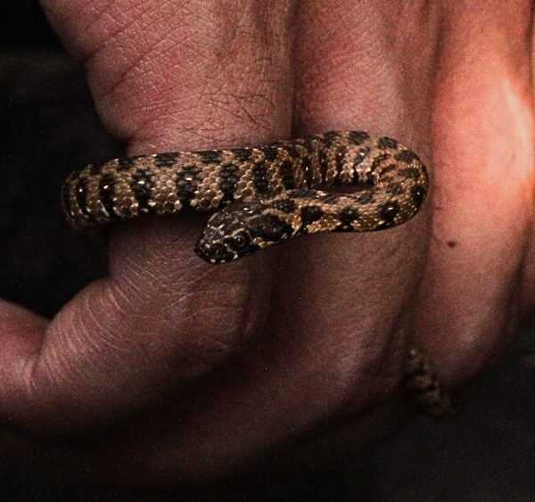 The river flow of conservation