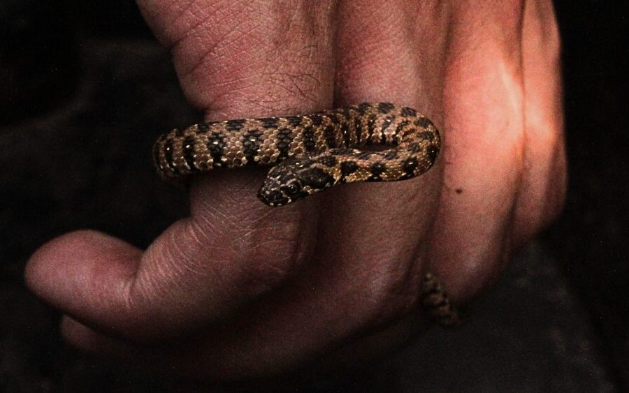 The river flow of conservation