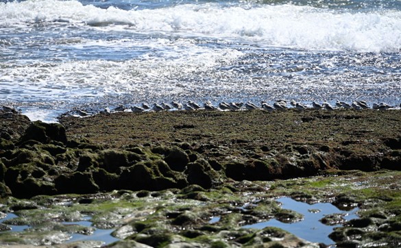 Oeiras’ birds as a stepping stone to environmental awareness