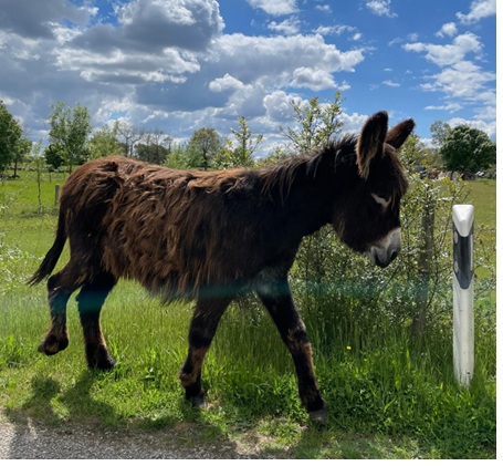 A Missão do Burro de Miranda na Quinta do Pisão