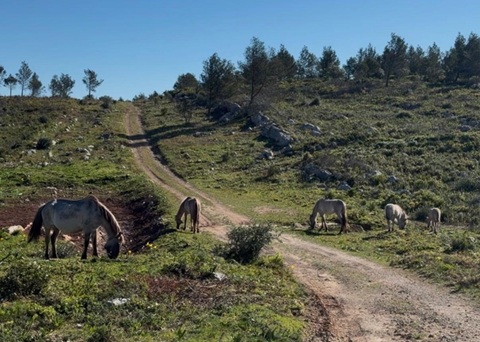 Sorraia: O Cavalo que Mantém Viva a Paisagem da Quinta do Pisão