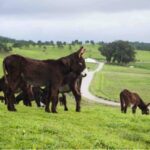 Burro de Miranda: O Guardião Sereno da Quinta do Pisão