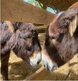 Burros de Miranda: A Tradição que Vive na Quinta do Pisão