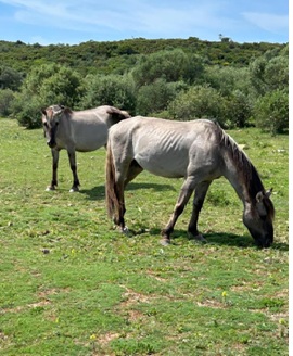 Linhagens em Perigo: A Consanguinidade que Fragiliza o Cavalo do Sorraia