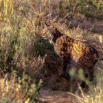 O lince-ibérico: de símbolo de extinção a símbolo de esperança