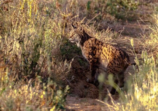 O lince-ibérico: de símbolo de extinção a símbolo de esperança
