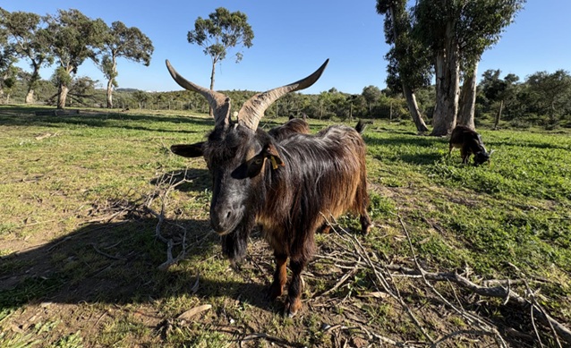 Cabras Serranas: As Guardiãs que Moldam o Pisão
