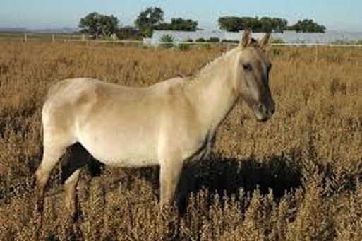 Cavalo do Sorraia: O Guardião Selvagem da Quinta do Pisão